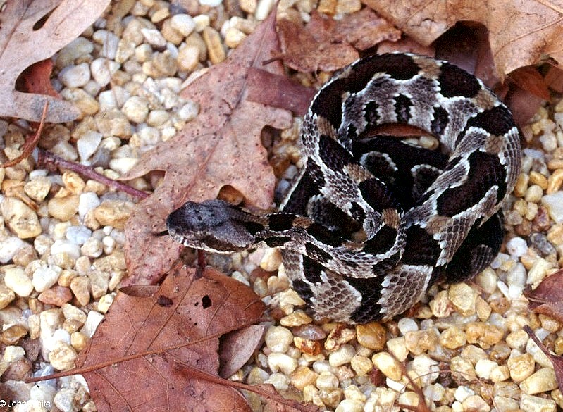 Timber Rattlesnake  (Crotalus horridus horridus)001.jpg [173 Kb]